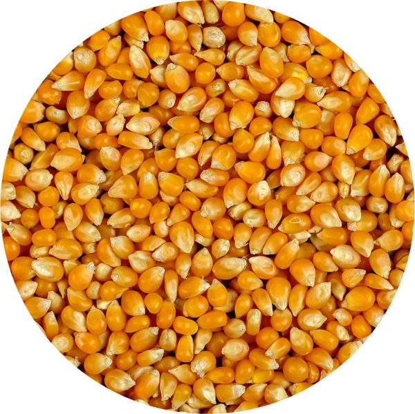 ذرت مخصوص پاکرن ۵۰۰ گرمی