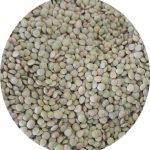 عدس آشی کانادایی